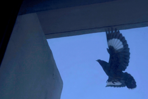 노상현 작가, 2017년 새해 첫 사진전시회 ‘명금’ 개최