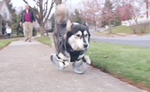 발 없는 개를 위한 3D 프린팅 의족