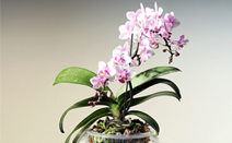 시니어 스타트업 ‘하이팟’, 고양국제꽃박람회 참가