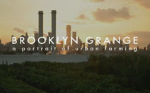 브루클린 그레인지(Brooklyn Grange) - 세계에서 가장 큰 옥상 텃밭 농장